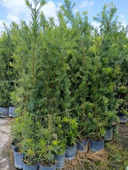 Huge Podocarpus over 5 to 7 feet tall instant privacy hedge for fence minimum qty 30+ all sizes available