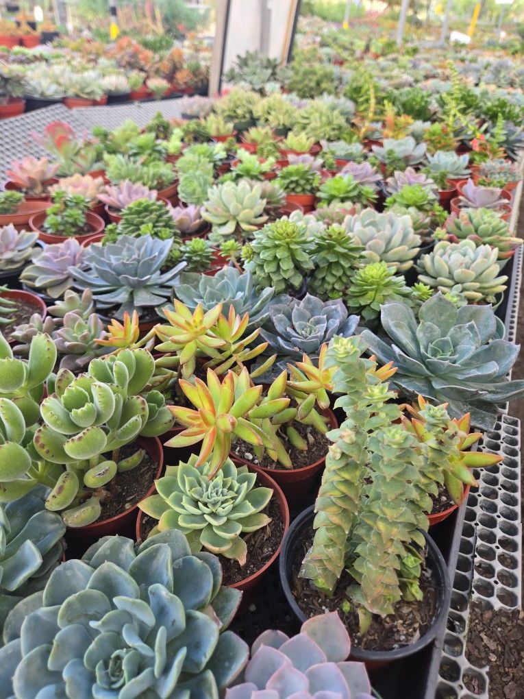 4" Succulent