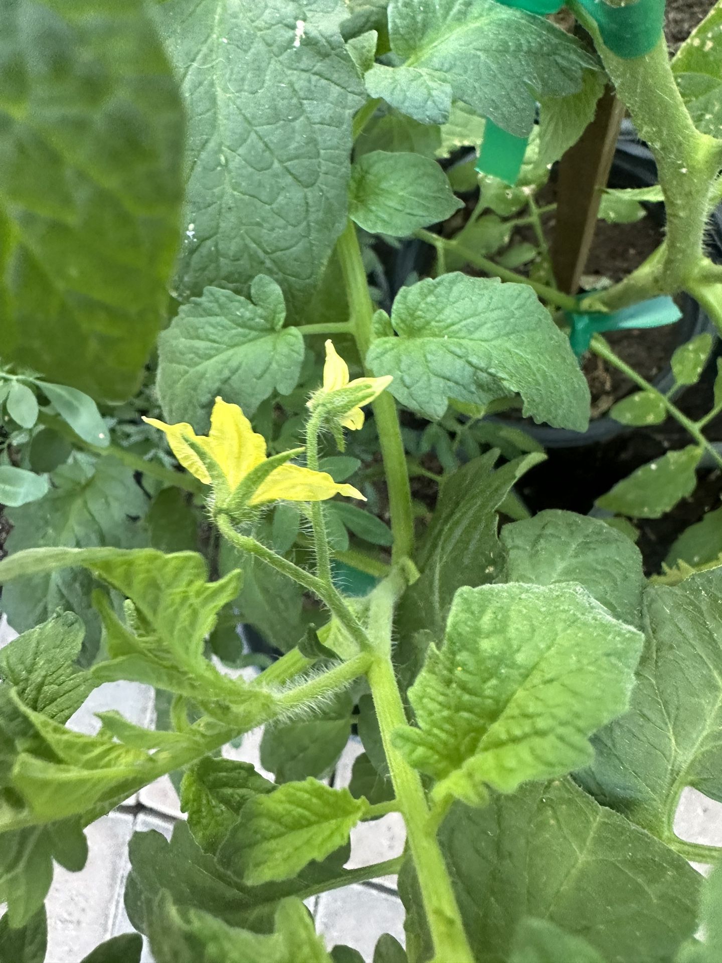 Roma Tomato Plants in Gallon Pots Already Have Flowers $12 Each Price Firm