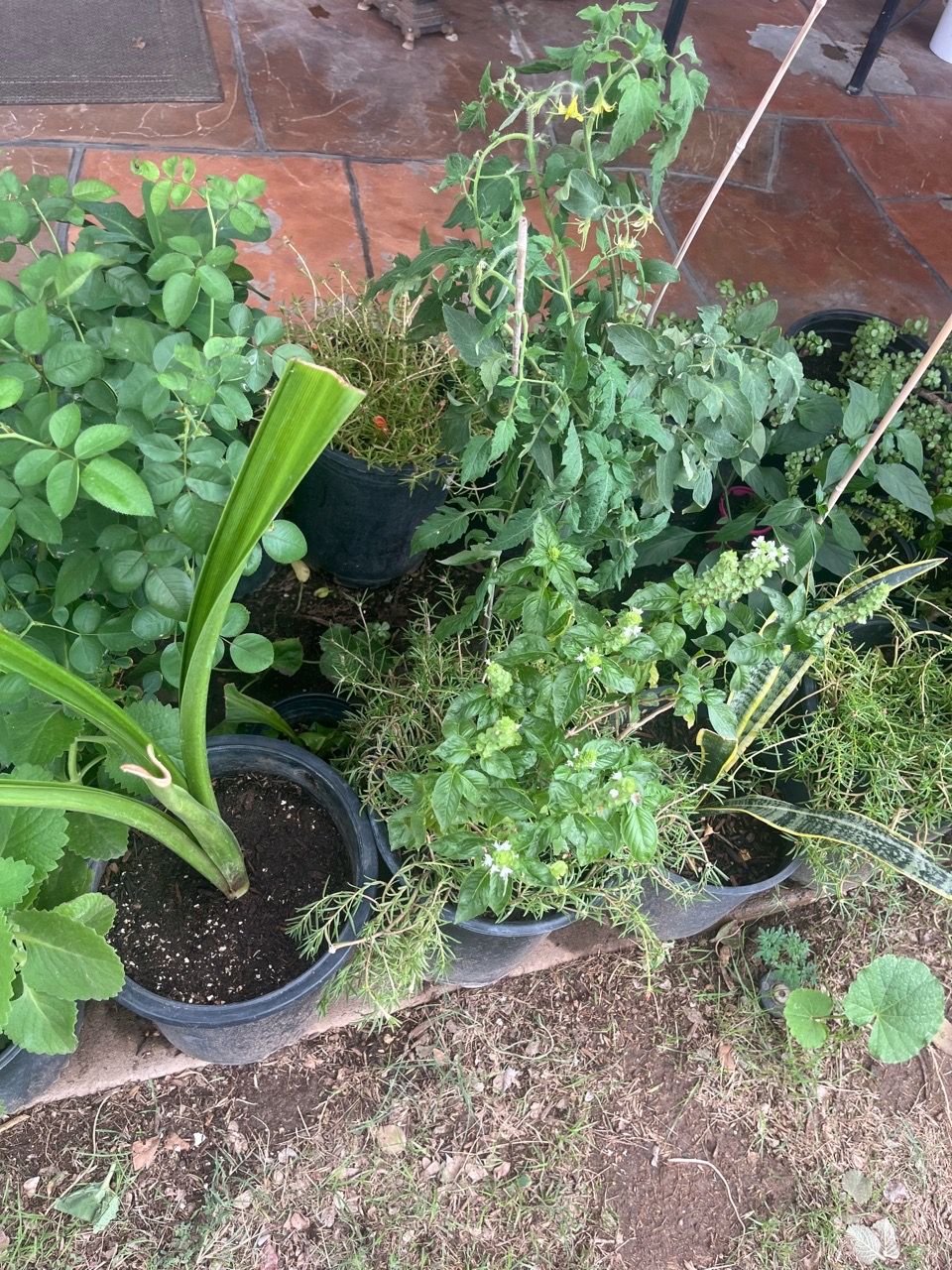 Part Two Assorted Plants Aloe Vera Agave Elephant Food Hollyhocks for ...