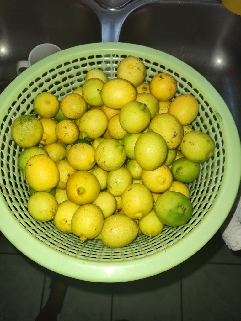 LEMONS / LIMONES ORGANICOS 10 x $1.00