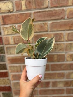 Ficus elastica tineke