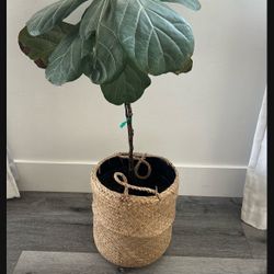 Beautiful Live Plant 🌱 with wicker Planter - Like New!