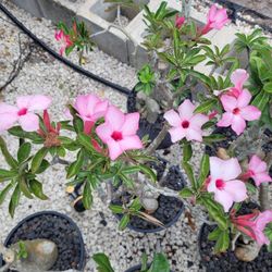 Desert Rose