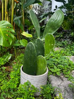 Cactus in a ceramic planter