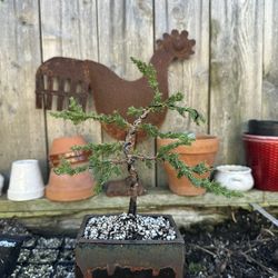Bonsai Trees