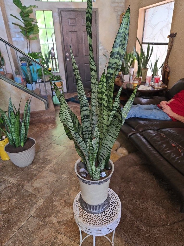 3ft 3in Tall Sansevieria Snake Plant In Ceramic Pot With Polished Stones