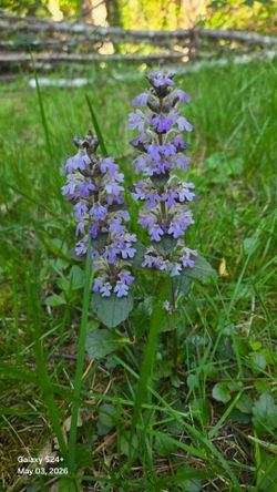 Purple Bugleherb (Ajuga reptans) ground cover