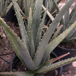 Aloe Vera Plants-healthy and properly established plants. 🪴100% ORGANIC-Home Grown (Size and price vary) 🪴$10, $15, $20 (Plantas de Sábila-Zabila, o