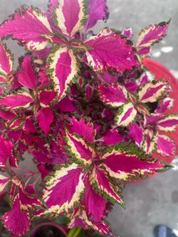 Beautiful Coleus Plant Outdoor