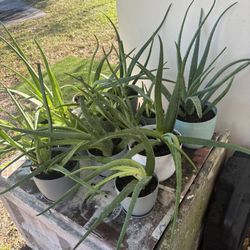 Aloe Plants 