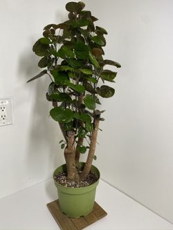 Polyscias Fabian Tree