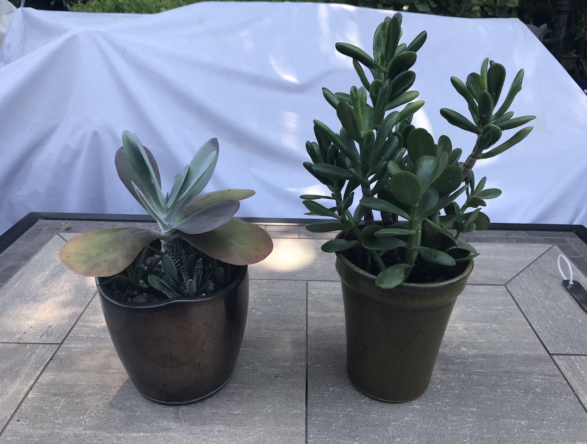 Flap Jack, zebra plant succulents & jade in 2 pretty clay pots