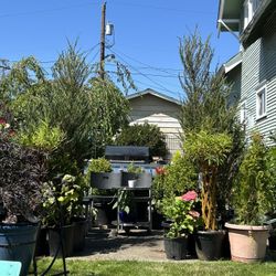 $195 Each Beautiful Japanese Juniper 