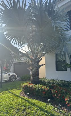 Bismarck Palm 