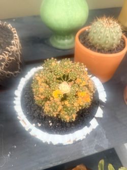 Gymnocalycium varigated
