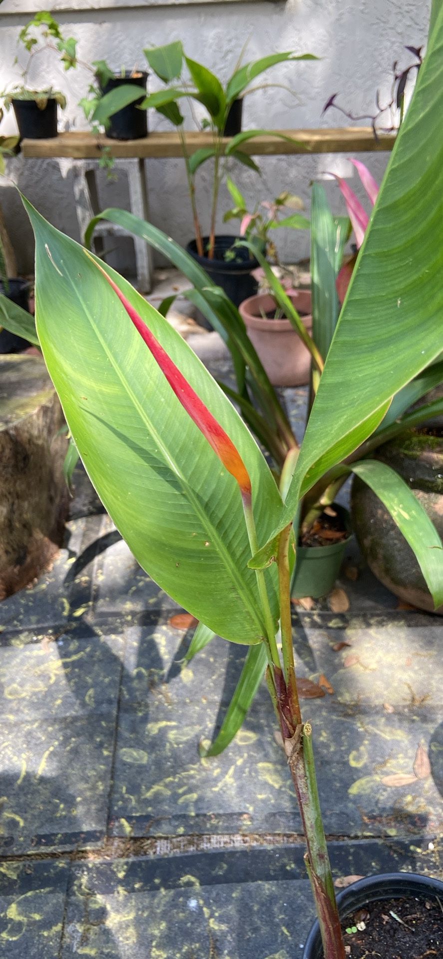 Parrot’s Beak - Just Beginning To Bloom