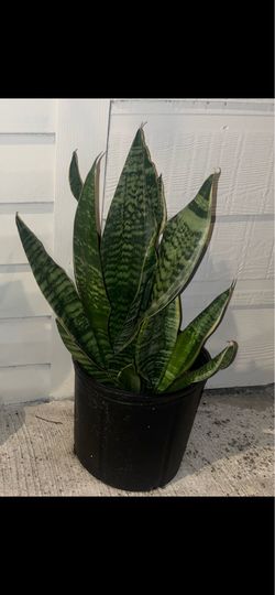 Snake plants