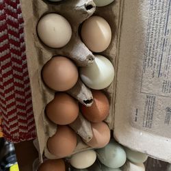 Fresh Eggs