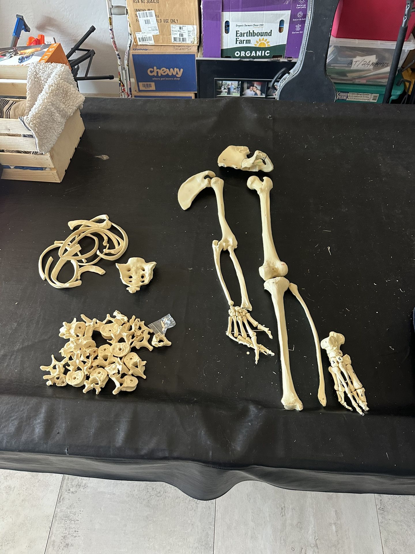 Disarticulated half skeleton