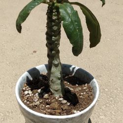 Dorstenia Foetida With Ceramic Pot