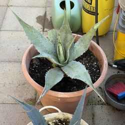 Agave