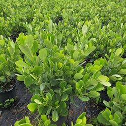 clusias  18 and up all sizes  available  also have podocarpus  arecas  crhistmas Palms foxtail robelines 