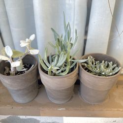 3 Succulents Together 