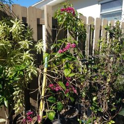 4.5 Feet High Bleeding Heart $7.00