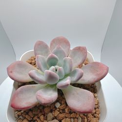 Graptoveria Opalina 