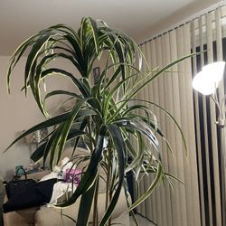 Artificial Plant 
