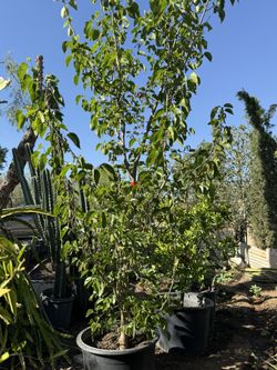 Pakistan Mulberry Tree