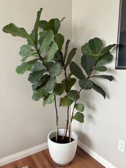 Large Fiddle Leaf Fig Tree in White Pot