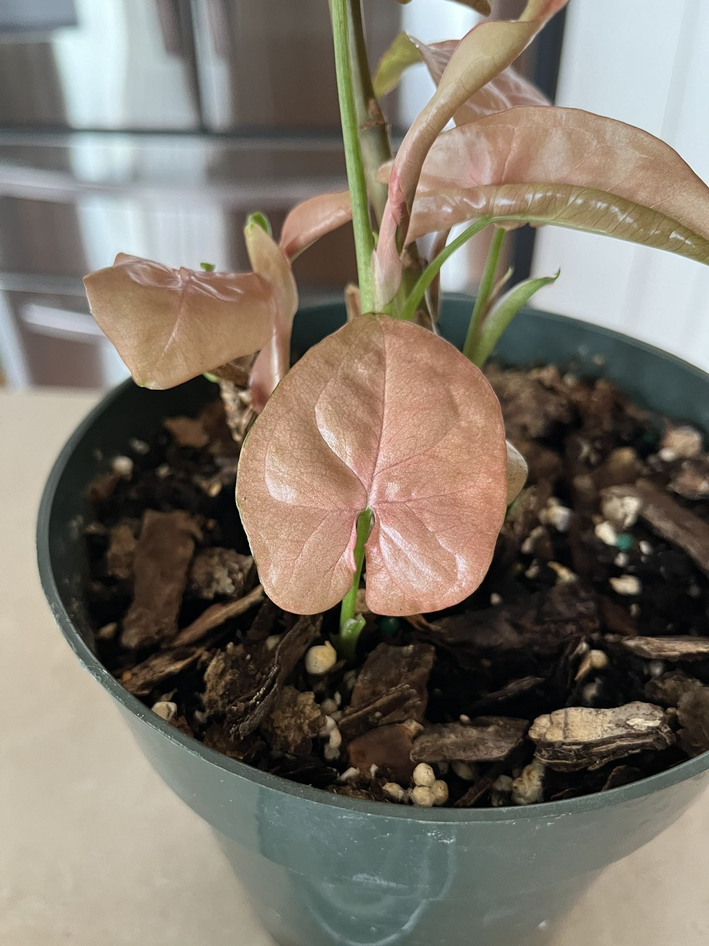 Pink Singonium - Indoor Houseplant Starter Plant In 6” Nursery Pot