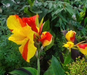 Canna LILY CLEOPATRA potted