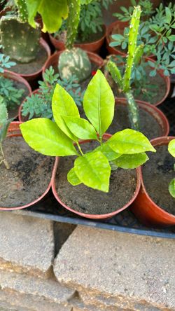 Lemon Tree
