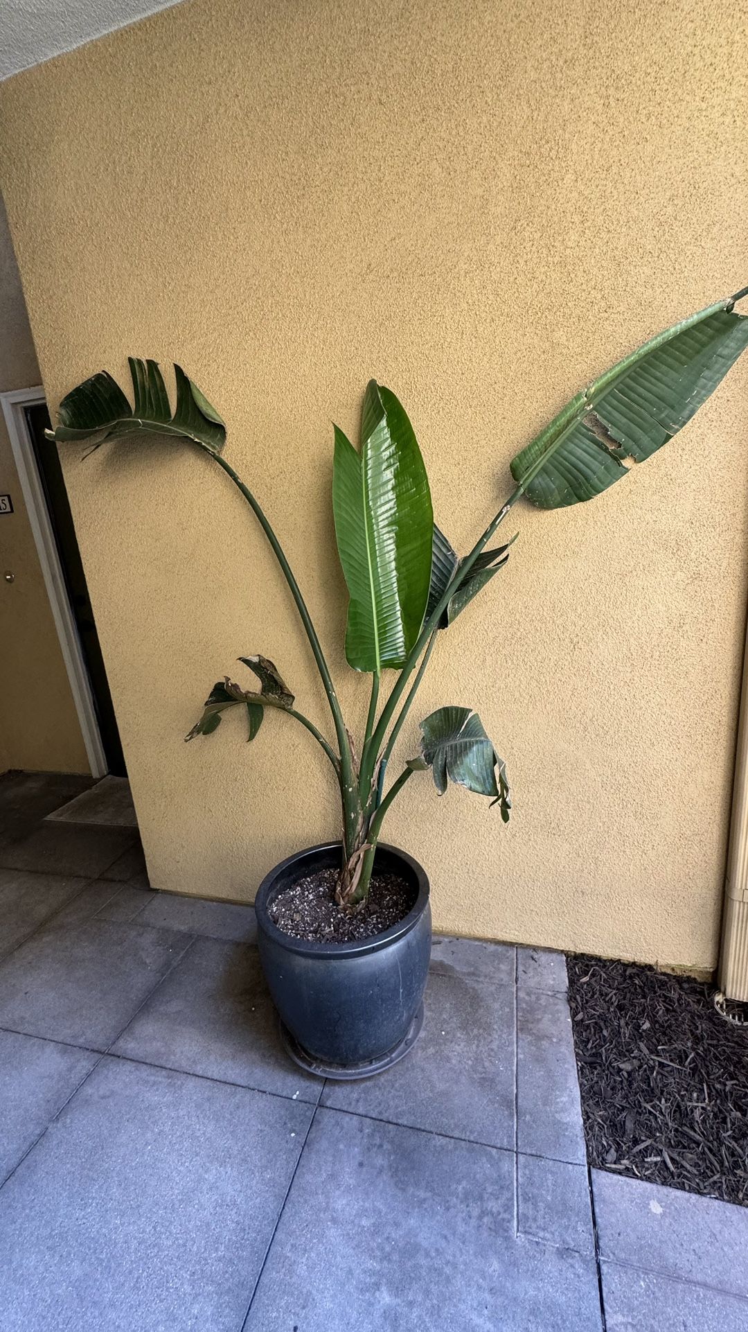 Birds of paradise tall plant & Metallic Grey Large Ceramic Pot