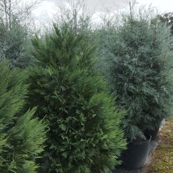 Cedar Trees 8 Ft Tall Delivered In Planted