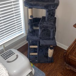 Cat Scratch And Play House