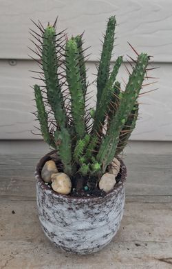 Euphorbia Enopla Pincushion succulent plant 🪴