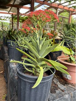 Beautiful Flowering Crassula Succulent in Pot