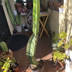 Euphorbia Cactus Succulent Plant