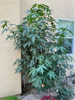 9-10ft tall Chinese Red Lantern flower tree
