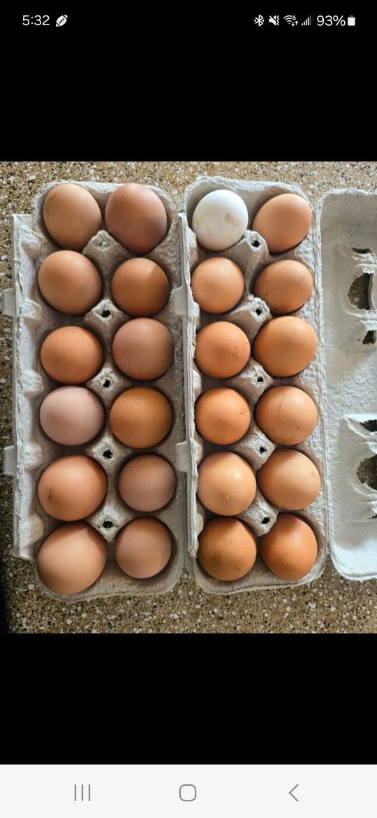 Fresh Eggs $8 A Dozen
