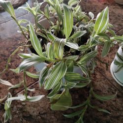 Green and White Tradescantia