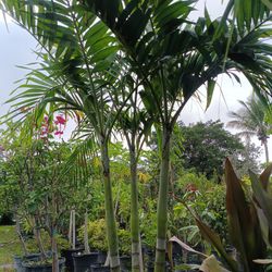 Triple Christmas Palm 25gl $120🏡🏡🏡