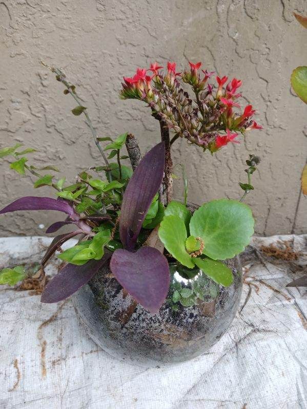 Succulent Plant
