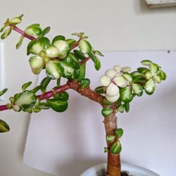 Midstripe Rainbow Bush Small Succulent Plant 
