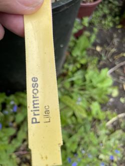 Mature Primrose Lilac. 