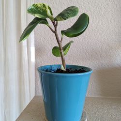Healthy Beautiful Indoor Plant ( Peperomia)